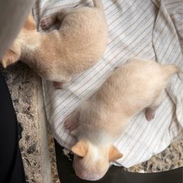 Boy 3 - Fawn and white male Chihuahua puppy in Sherwood, Arkansas from Bartelt Breeders