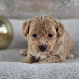 Casanova - Cream male Maltipoo puppy in Tuscola, Illinois from Dream on puppies