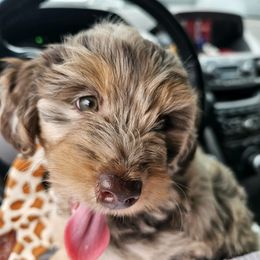 Aussiedoodle, Cavalier King Charles Spaniel, Cavapoo, and Labradoodle Puppies from Mc Doodles of Texas LLC