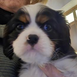 Tri Boy 1 - Tri-color male Cavalier King Charles Spaniel puppy in Meridian, Idaho from Reflection Cavaliers