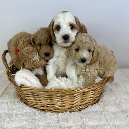 Goldendoodle Puppies from Maryland Designer Doodles