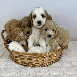 Goldendoodle Puppies from Maryland Designer Doodles
