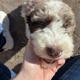 Aussiedoodle, Australian Shepherd, and Poodle Puppies from Love my doodles/ Aussiedoodle love