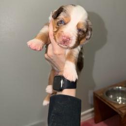Rip - Red merle male Miniature Australian Shepherd puppy in Sweeny, Texas from Peach Creek Minis
