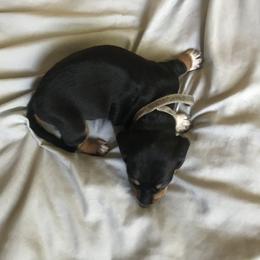 Dachshund Puppies from Hursh’s Hounds