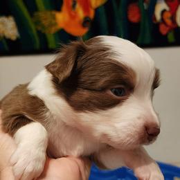 Boy 3 - Red & white male Toy Australian Shepherd puppy in Ocala, Florida from Crazy Aussie Chaos