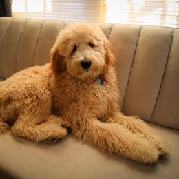 Goldendoodle All Grown Up from Faithfully Yours Doodles