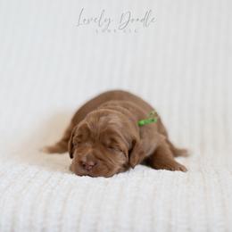 Green Collar Boy - Red male Australian Labradoodle puppy in Thousand Oaks, California from Lovely Doodle Lane
