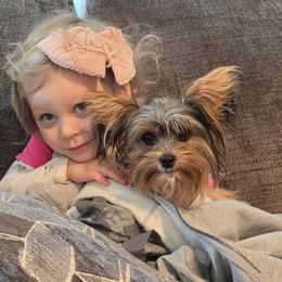Sophie - Yorkshire Terrier