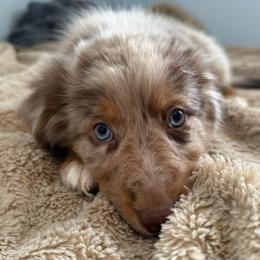 Twix - Red merle male Australian Shepherd puppy in East Hartford, Connecticut from CT Aussies