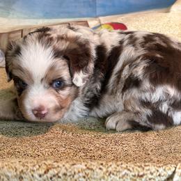 Paradise - Red merle male Miniature Australian Shepherd puppy in Nashville, Tennessee from Little B’s Aussies