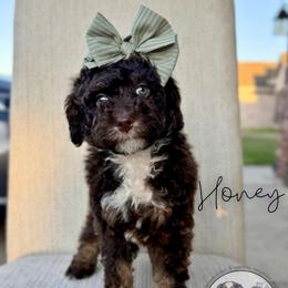 Honeymaren - Brown and white female Bernedoodle puppy in Owasso, Oklahoma from Kallams Bernedoodles & Bernese Mountain Dogs