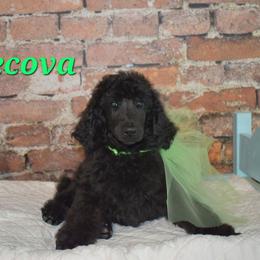 Tecova - Black male Poodle puppy in Poplar Bluff, Missouri from Jazzy's Standards poodles