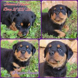 Girl 1 - Black and mahogany female Rottweiler puppy in Blanchard, Oklahoma from Mystique Kennel