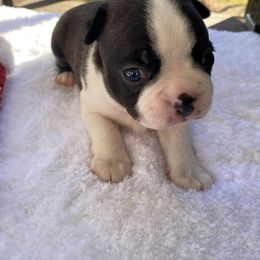 Boston Terrier Puppies from Boston Kup Breeders