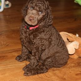 Poodle Puppies from RK'S Pets