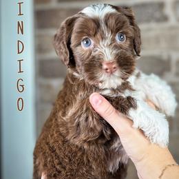 Indigo - Chocolate female Australian Labradoodle puppy in Decatur, Alabama from Southern Meadows Doodles