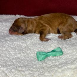 Basil - Sable male Aussiedoodle puppy in Gresham, Oregon from Daisys Doodles