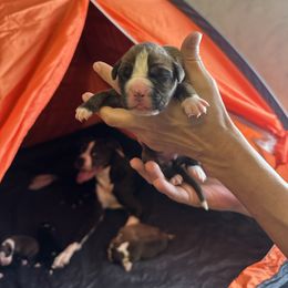 Girl 2 - Brindle Boxer puppy in Lakeland, Florida from Cote's Boxers