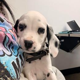 Aeneas - White and black male Dalmatian puppy in Toledo, Ohio from Exquisite Dalmatians & Standard Poodles