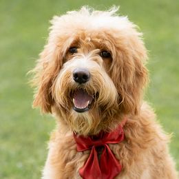 Summer - Goldendoodle