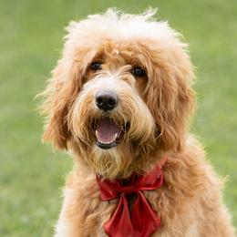 Summer - Goldendoodle