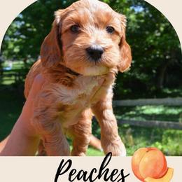 Peaches - Apricot female Goldendoodle puppy in Batavia, Ohio from Cozy Cove Goldendoodles