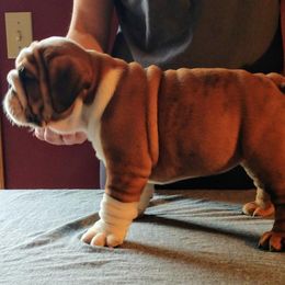 Bulldog Puppies from Big Pine Bulldogs