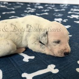 Dark Blue - White and black male Dalmatian puppy in Jacksonville, North Carolina from Spots and Dots Dalmatians