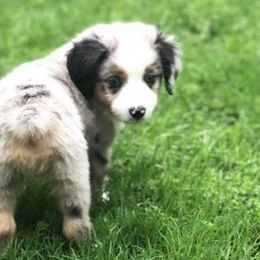 Miniature Australian Shepherds and Toy Australian Shepherds from Tinker Toy Aussies & Minis