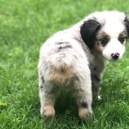 Miniature Australian Shepherds and Toy Australian Shepherds from Tinker Toy Aussies & Minis