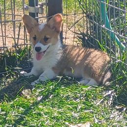 Owl - Sable and white female American Corgi puppy in Ellensburg, Washington from Faery Mount Farm