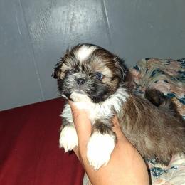 Girl 1 - Black gold and white female Shih Tzu puppy in Birmingham, Alabama from K&D kennels