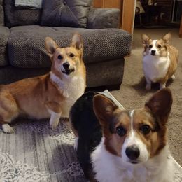 Pembroke Welsh Corgis from MT Nest Farms