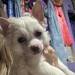 Sweet Cream and White Puff Boy - Cream male Chinese Crested puppy in Tomball, Texas from Gracieux Chinese Cresteds