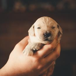 Persephone - Cream female Goldendoodle puppy in Portsmouth, Virginia from Hopping Howlers Ranch
