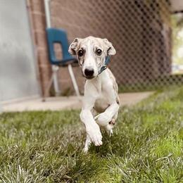 Whippet Puppies from Smithfield Park