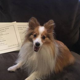 Shetland Sheepdog All Grown Up from Fox Point Farm Toy Shelties