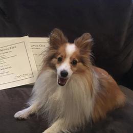 Shetland Sheepdog All Grown Up from Fox Point Farm Toy Shelties