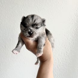 Dusty - Blue merle Pomeranian puppy in California from Lovingly Pomeranians