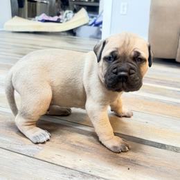 Curly - Fawn male Bullmastiff puppy in Gaston, Indiana from Fernandes’ Guardians Bullmastiff and French Bulldogs