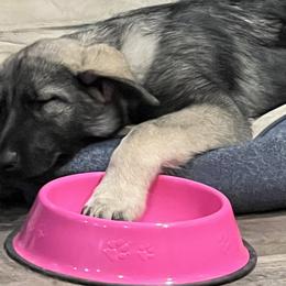 Shiloh Shepherds from Shoreline Shilohs