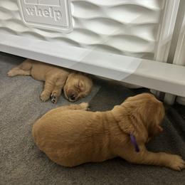 Anna - Dark golden female Golden Retriever puppy in Middleburg, Pennsylvania from South Hill Golden Retrievers