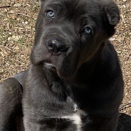Cane Corso Puppies from Reliance Cane Corso
