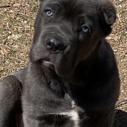 Cane Corso Puppies from Reliance Cane Corso