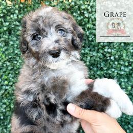 Grape Soda - Blue merle male Aussiedoodle puppy in Corydon, Indiana from Ridgeline Doodles