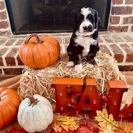 Bernedoodle Puppies from Black Barn Bernedoodles