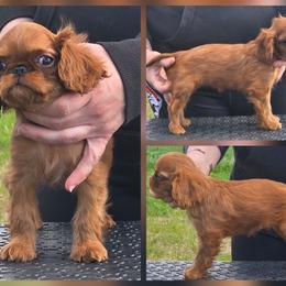 Charisma's sweet wine and sunshine - Red female English Toy Spaniel puppy in Glenwood City, Wisconsin from NyaStar