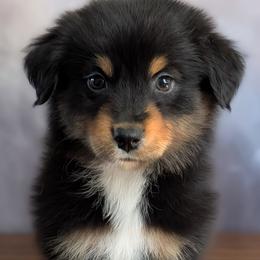 Chérie - Black tri-color female Australian Shepherd puppy in Fultonville, New York from Sandy Aussies, Mini Dachshunds & Pomeranians