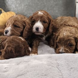Cavapoo and Whoodle Puppies from Gardner Lane Puppies